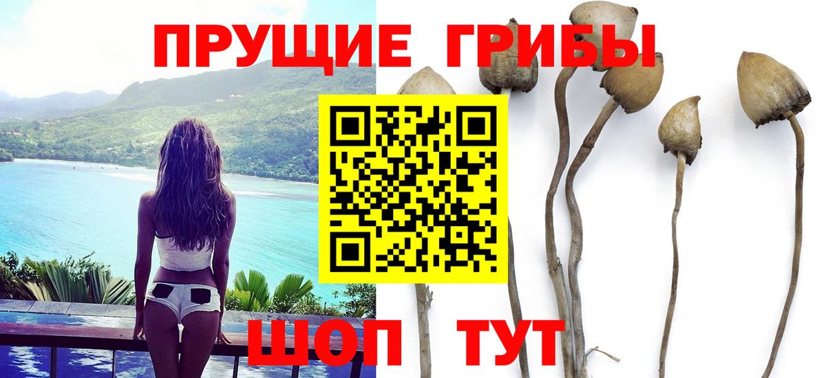 Псилоцибиновые грибы GOLDEN TEACHER Гай